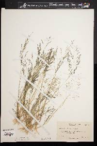 Eragrostis pilosa image