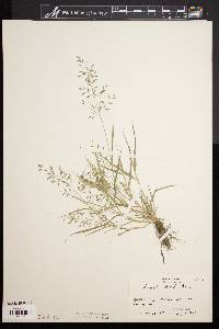 Eragrostis minor image