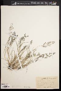 Eragrostis minor image