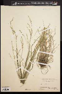 Festuca obtusa image