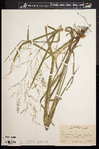 Glyceria canadensis var. laxa image