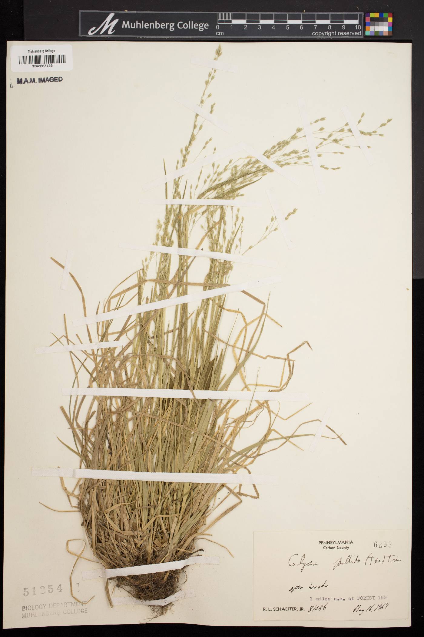 Glyceria pallida image