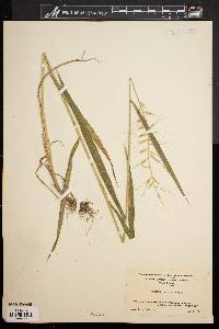 Elymus hystrix image