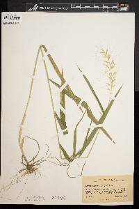 Elymus hystrix image