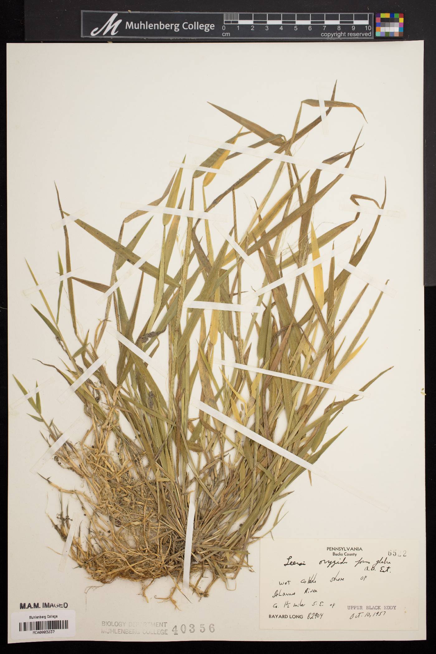 Leersia oryzoides f. glabra image