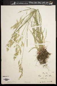 Bromus commutatus image