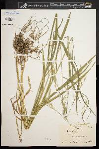 Bromus pubescens image