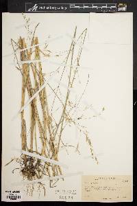 Bromus pubescens image