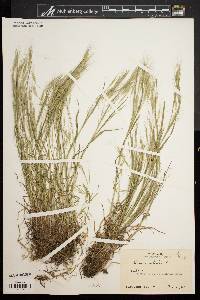 Bromus sterilis image