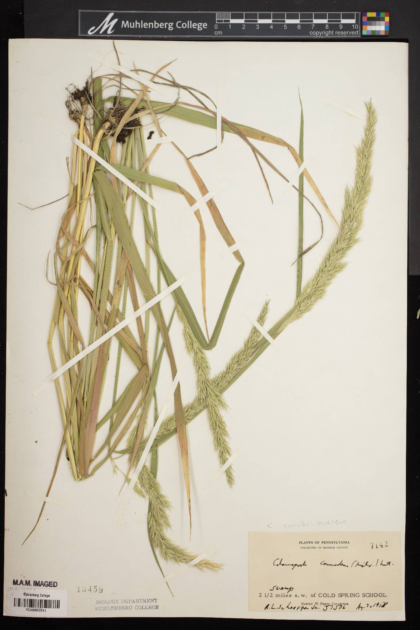 Calamagrostis cinnoides image