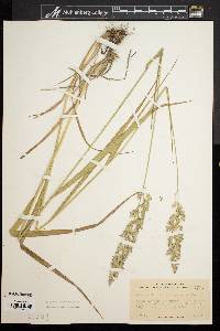 Calamagrostis cinnoides image