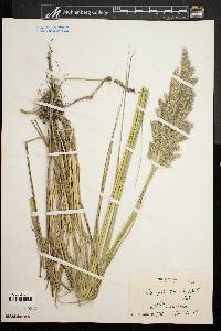 Calamagrostis epigeios subsp. glomerata image