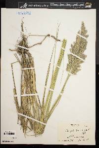 Calamagrostis epigeios image