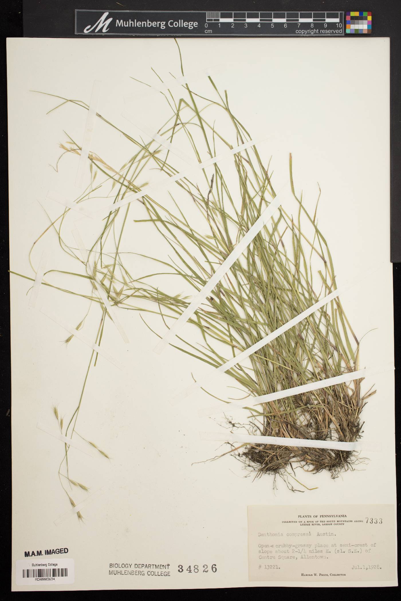 Danthonia compressa image