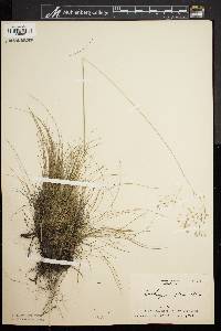 Deschampsia flexuosa image