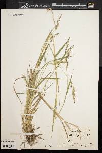 Echinochloa muricata var. muricata image