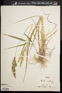 Echinochloa muricata var. muricata image