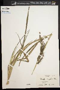 Echinochloa muricata var. muricata image