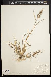 Echinochloa muricata var. muricata image