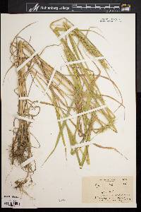 Elymus riparius image