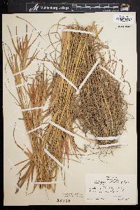 Andropogon elliottii image