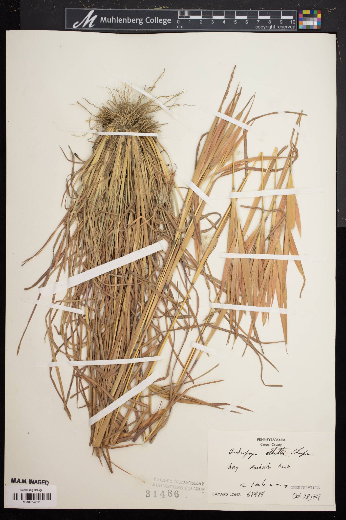 Andropogon elliottii image