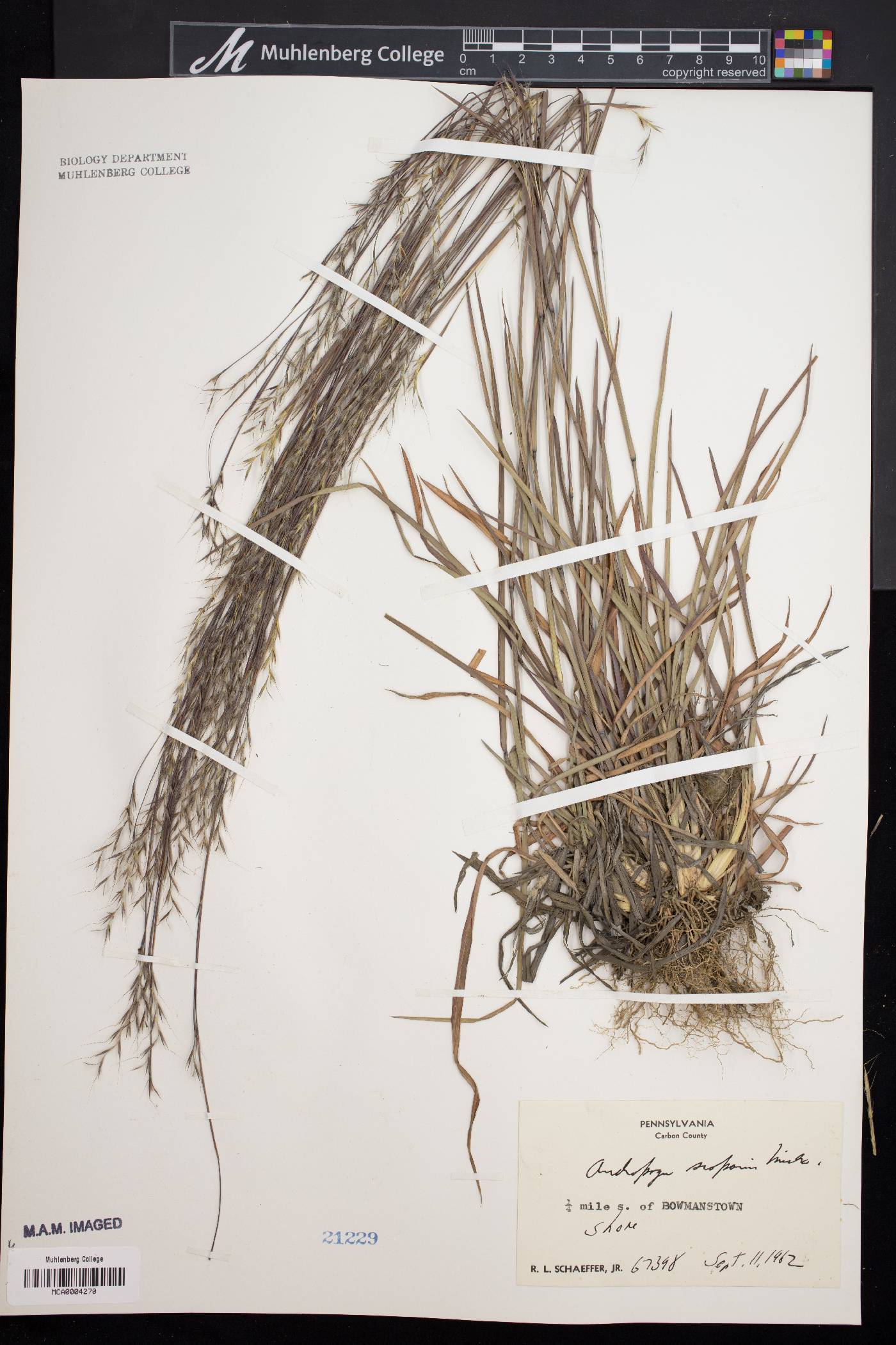 Schizachyrium scoparium var. scoparium image