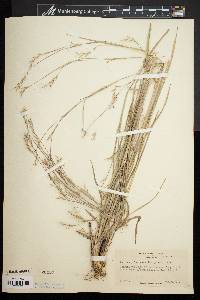 Schizachyrium scoparium var. scoparium image