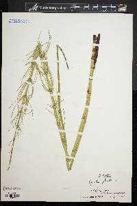 Equisetum fluviatile image