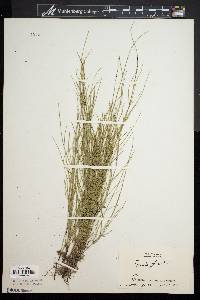 Equisetum fluviatile image