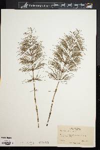 Equisetum sylvaticum f. multiramosum image