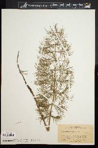 Equisetum sylvaticum f. multiramosum image