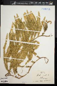 Lycopodium annotinum image