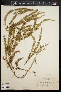 Lycopodium annotinum image