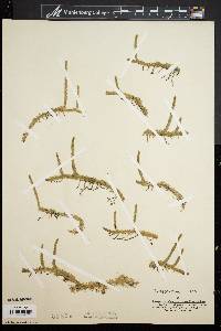 Lycopodium appressum image