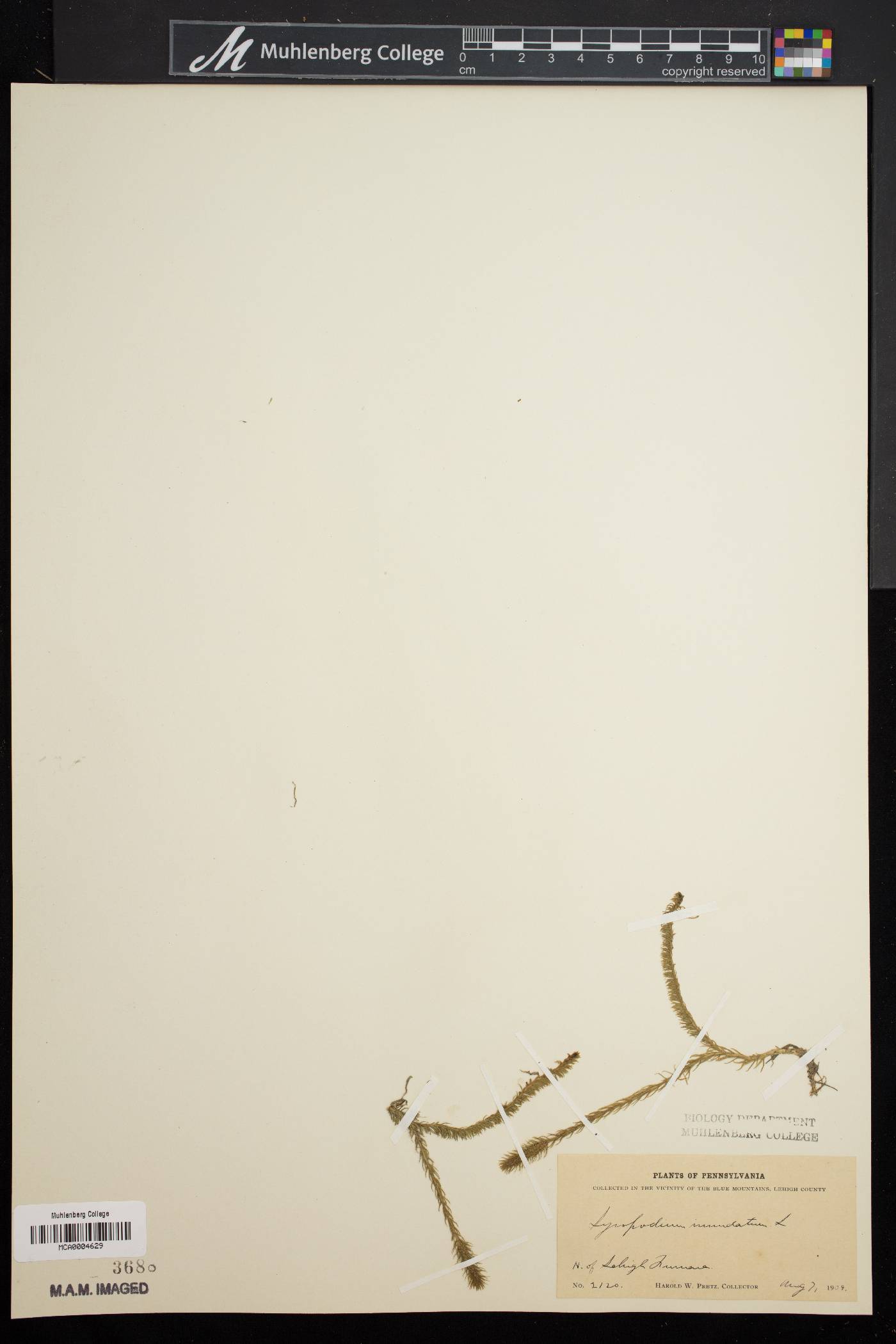 Lycopodium inundatum image