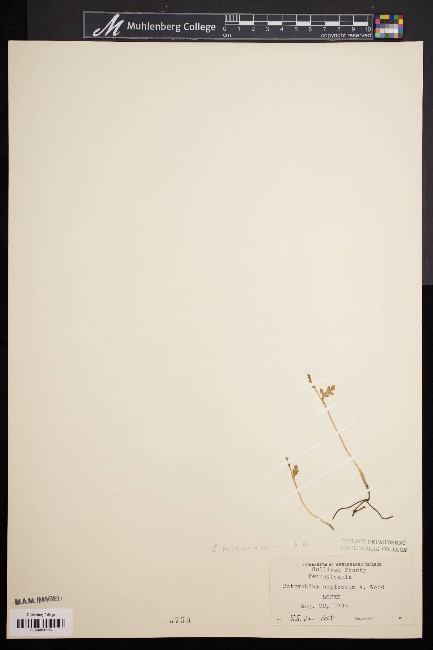 Botrychium matricarianum image