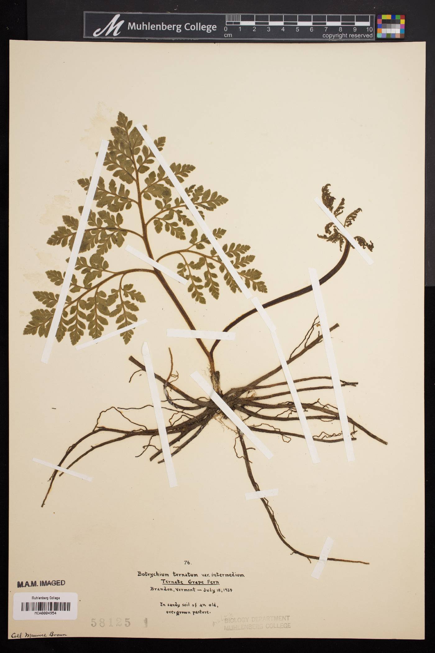 Botrychium ternatum var. intermedium image