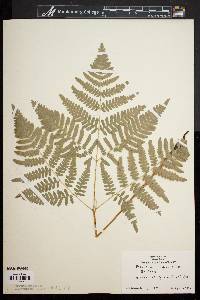 Pteridium aquilinum var. latiusculum image