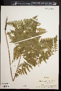 Pteridium aquilinum var. latiusculum image