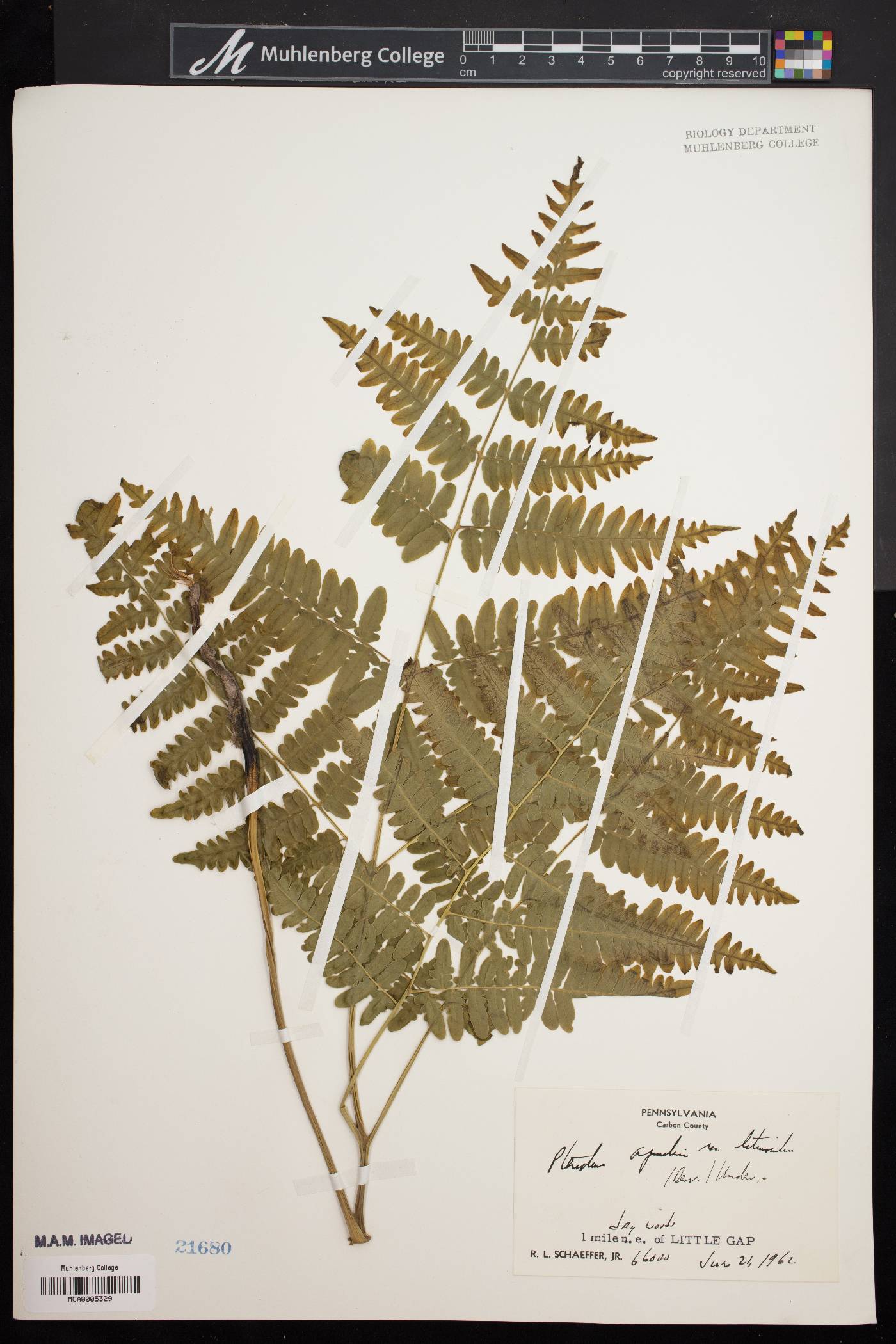 Pteridium aquilinum var. latiusculum image