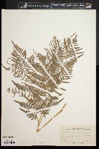 Pteridium aquilinum var. latiusculum image