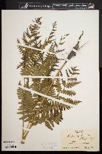 Pteridium aquilinum var. latiusculum image