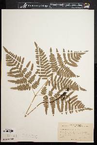 Pteridium aquilinum var. latiusculum image