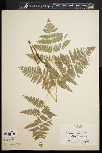 Pteridium aquilinum var. latiusculum image