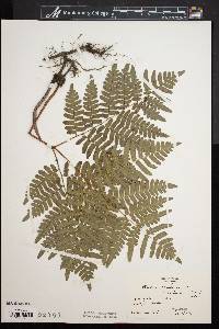 Pteridium aquilinum var. latiusculum image