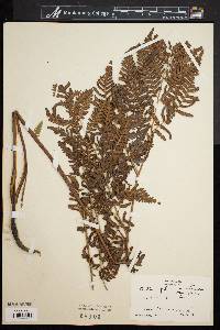 Pteridium aquilinum var. latiusculum image