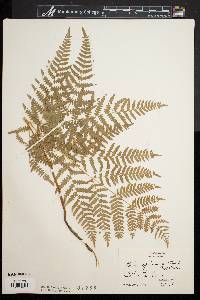 Pteridium aquilinum var. latiusculum image