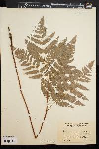 Pteridium aquilinum var. latiusculum image