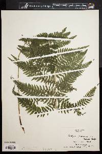 Athyrium filix-femina var. asplenioides image